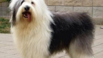 英国古代牧羊犬,忠诚与智慧的传承者